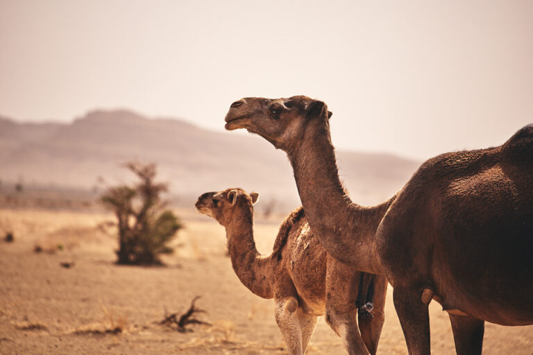 étape 3 rallye roses des sables 2026